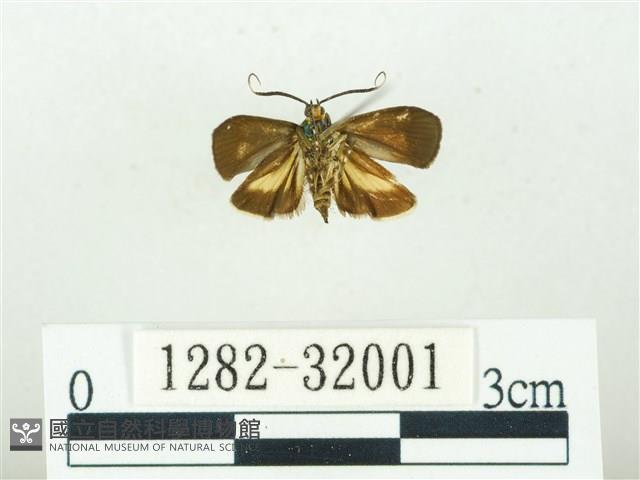 叉紋閃舞蛾藏品圖，第2張