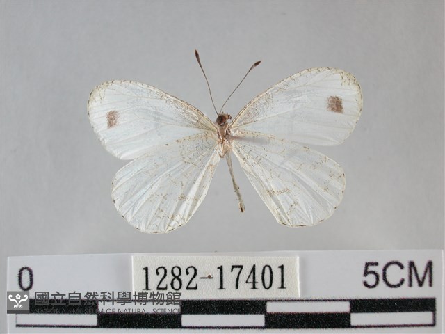 纖粉蝶藏品圖，第2張