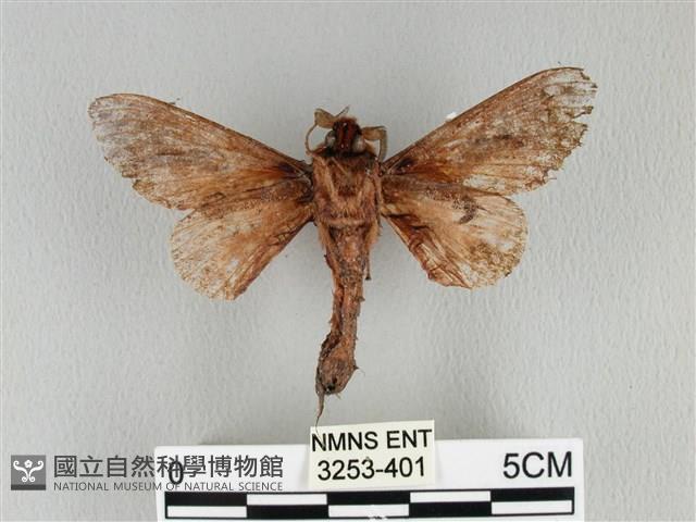 大褐斑枯葉蛾藏品圖，第2張