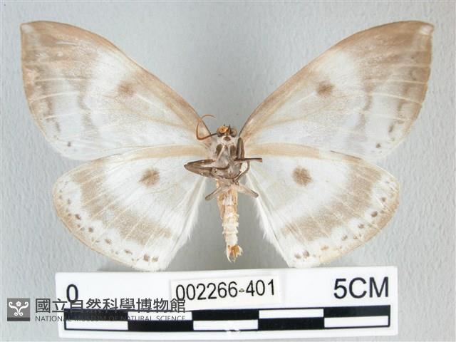 圓翅大鉤蛾藏品圖，第2張