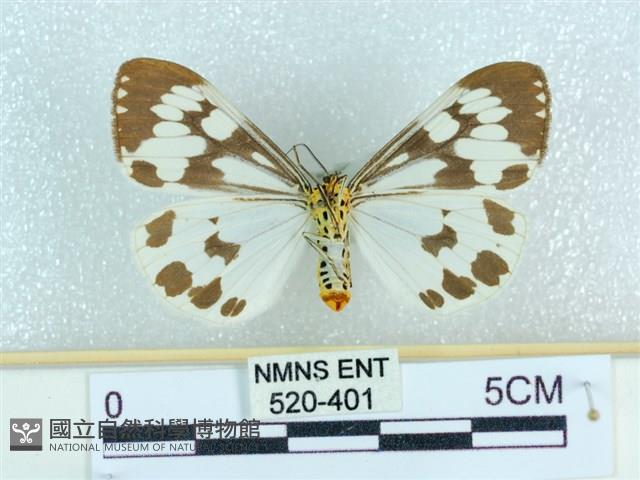 粉蝶燈蛾藏品圖，第2張