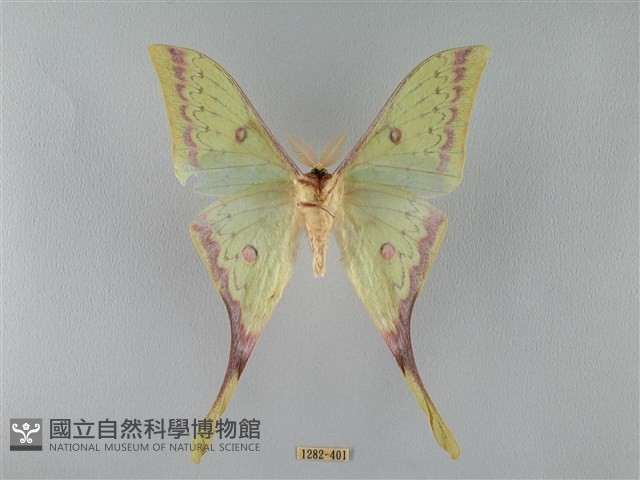 臺灣長尾水青蛾藏品圖，第2張