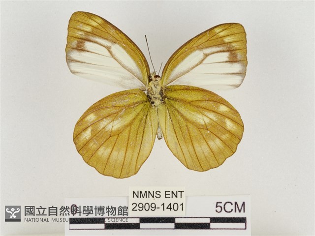 淡褐脈粉蝶藏品圖，第2張