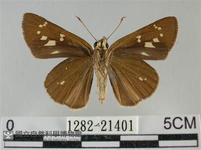 黃紋孔弄蝶藏品圖，第2張