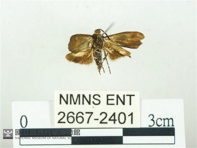 叉紋閃舞蛾藏品圖，第2張