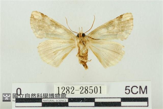 連珠波紋蛾藏品圖，第2張