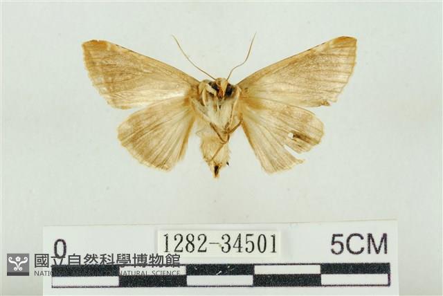 印華波紋蛾藏品圖，第2張