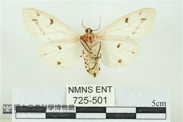 菊池污燈蛾藏品圖，第2張
