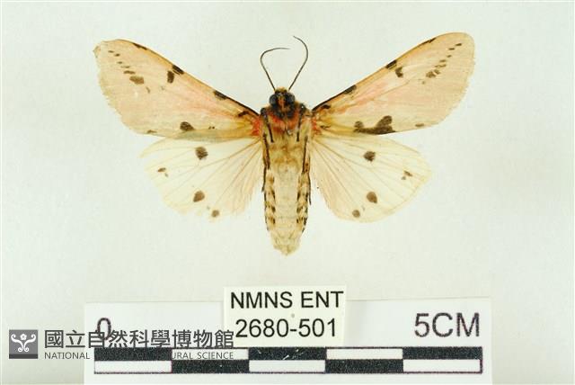 棍棒污燈蛾藏品圖，第2張