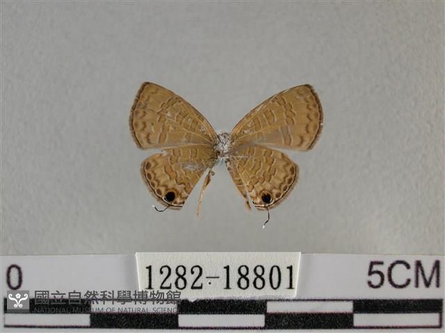 波灰蝶藏品圖，第2張