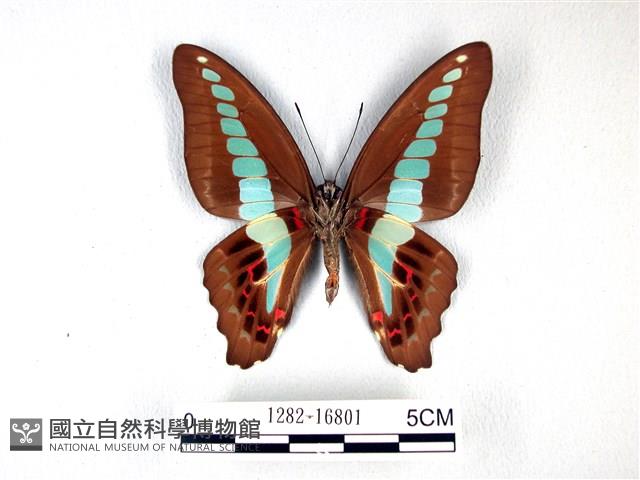 青帶鳳蝶藏品圖，第2張