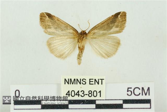 素木氏美波紋蛾藏品圖，第2張