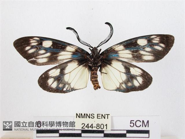 蓬萊茶斑蛾藏品圖，第2張