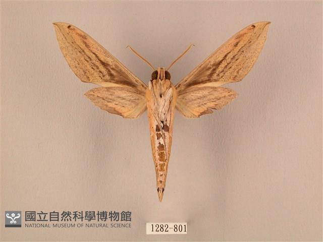 棕綠背線天蛾藏品圖，第2張