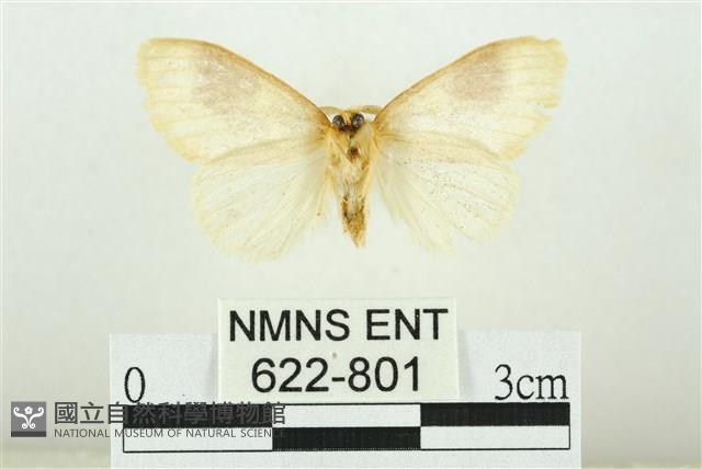 寬紋黃毒蛾藏品圖，第2張