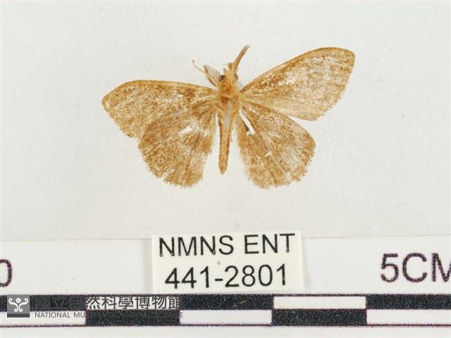 小白紋毒蛾藏品圖，第2張