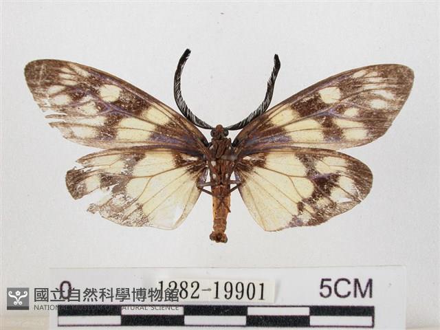 蓬萊茶斑蛾藏品圖，第2張