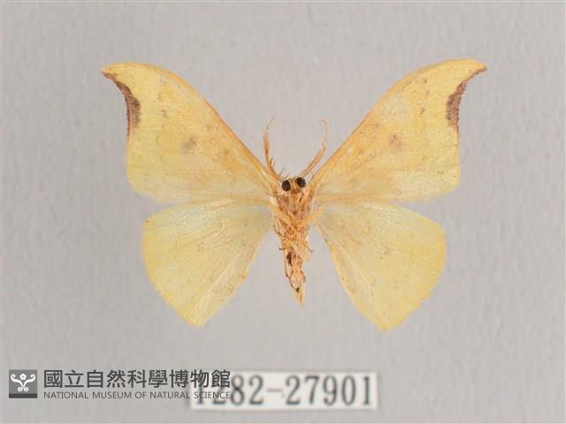 彎黑黃鉤蛾藏品圖，第2張