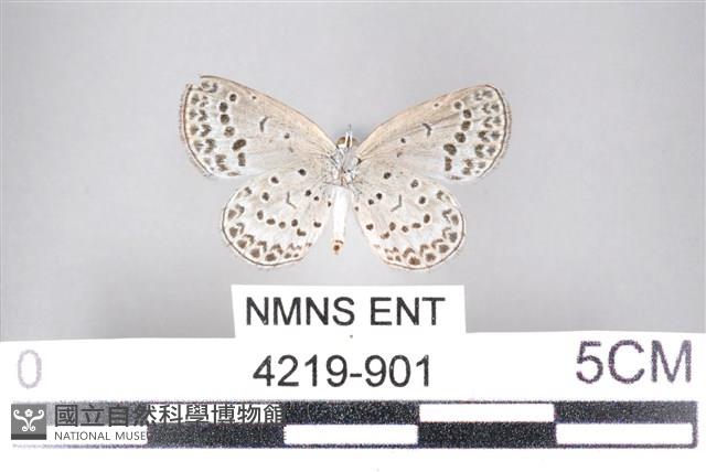 藍灰蝶沖繩亞種藏品圖，第2張