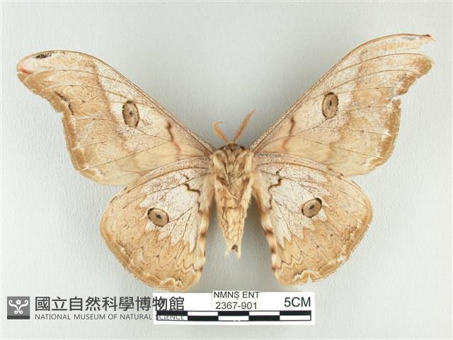 大綠目天蠶蛾藏品圖，第2張
