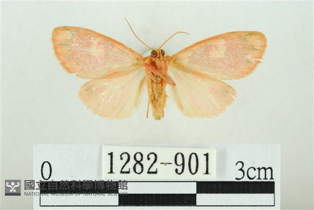 三色豔苔蛾藏品圖，第2張