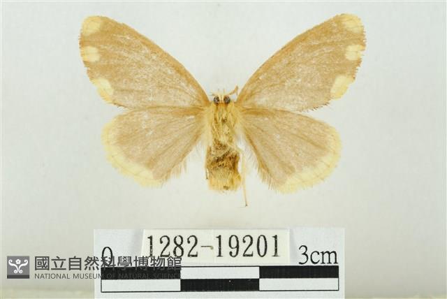 黑翅黃毒蛾藏品圖，第2張