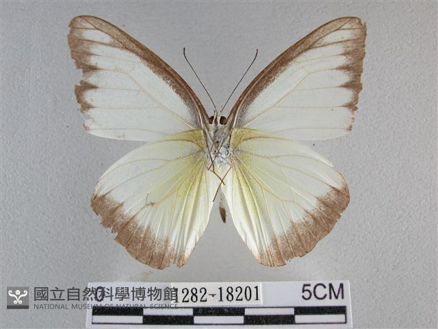 異色尖粉蝶藏品圖，第2張