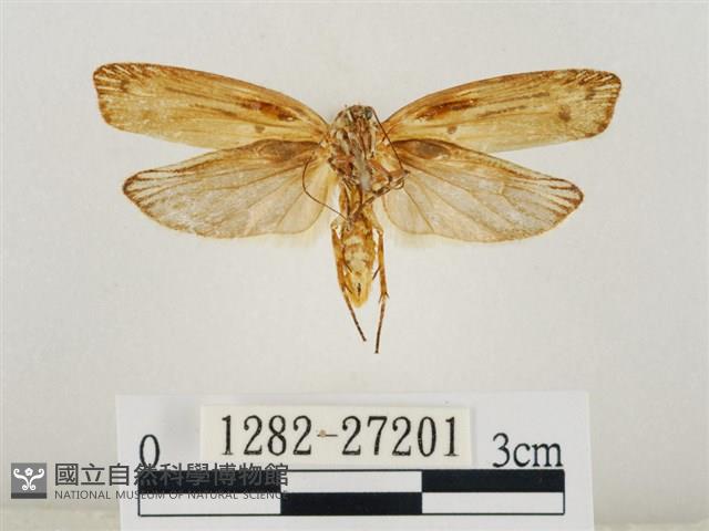 線紋篩蛾藏品圖，第2張