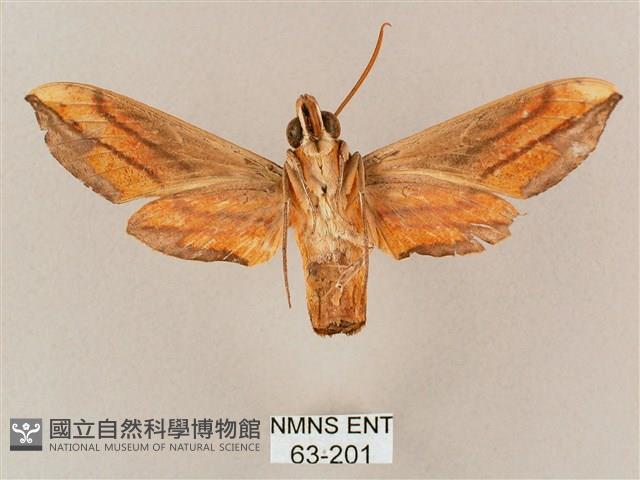 斜綠天蛾藏品圖，第2張