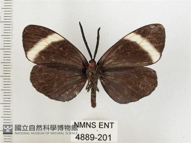 茶帶螢斑蛾藏品圖，第2張