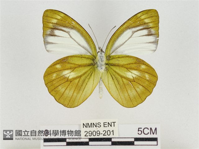 淡褐脈粉蝶藏品圖，第2張