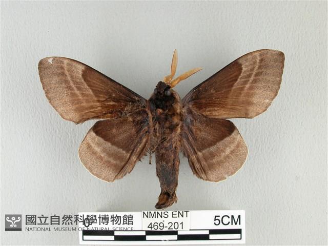 松大毛蟲藏品圖，第2張