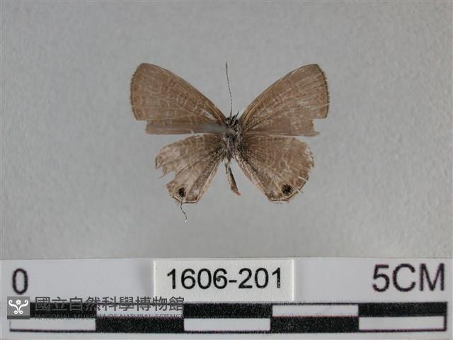 波灰蝶藏品圖，第2張