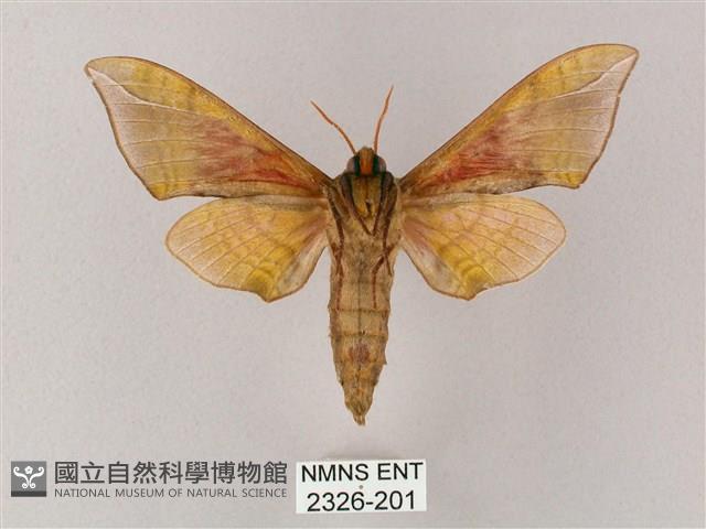 榆綠天蛾藏品圖，第2張