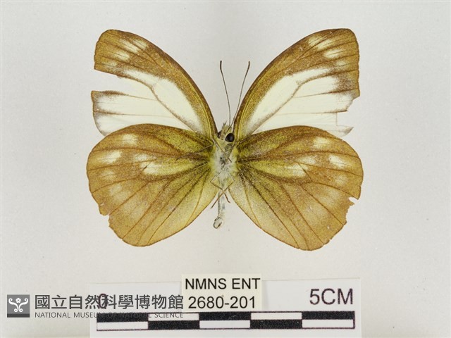 淡褐脈粉蝶藏品圖，第2張