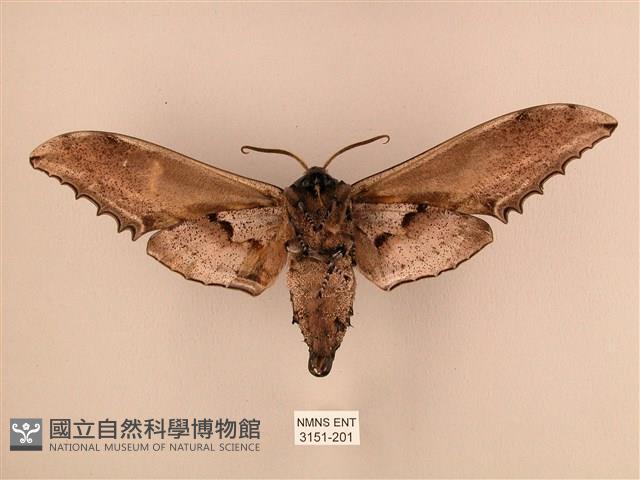 臺灣鋸翅天蛾藏品圖，第2張