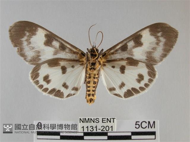 扭擬燈蛾藏品圖，第2張