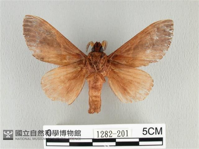 大褐斑枯葉蛾藏品圖，第2張