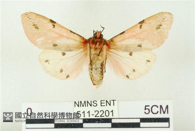 棍棒污燈蛾藏品圖，第2張