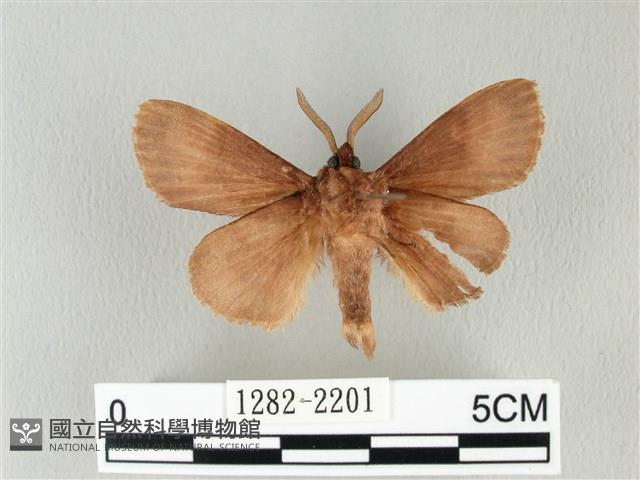 馬尾松枯葉蛾藏品圖，第2張