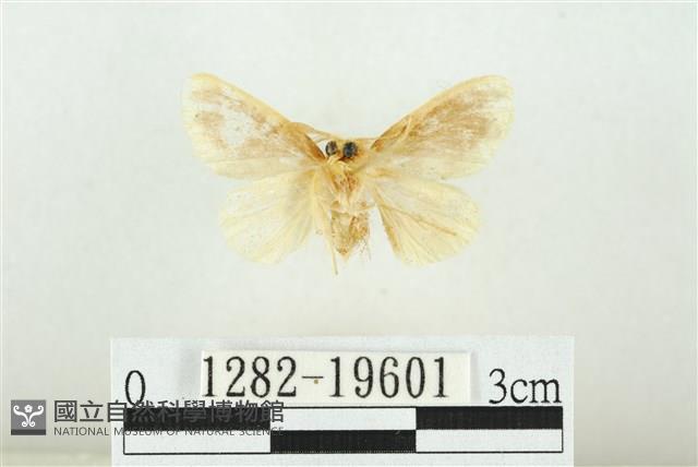 黑翅黃毒蛾藏品圖，第2張