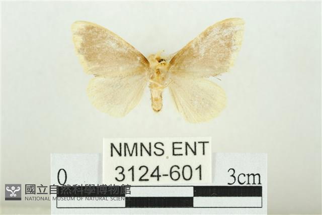 黑翅黃毒蛾藏品圖，第2張
