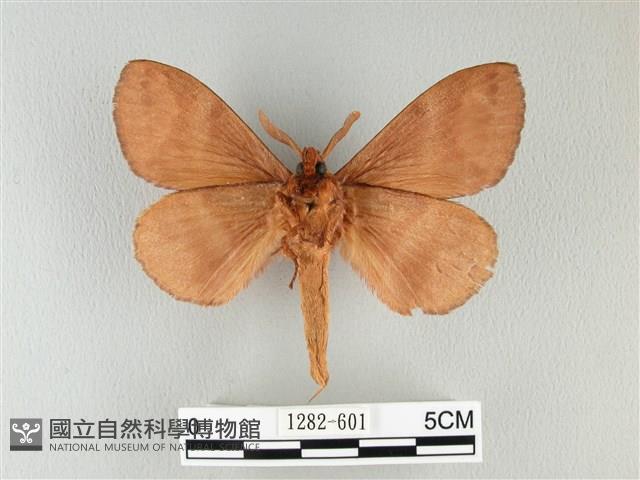 波紋枯葉蛾藏品圖，第2張