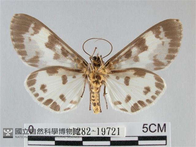 扭擬燈蛾藏品圖，第2張