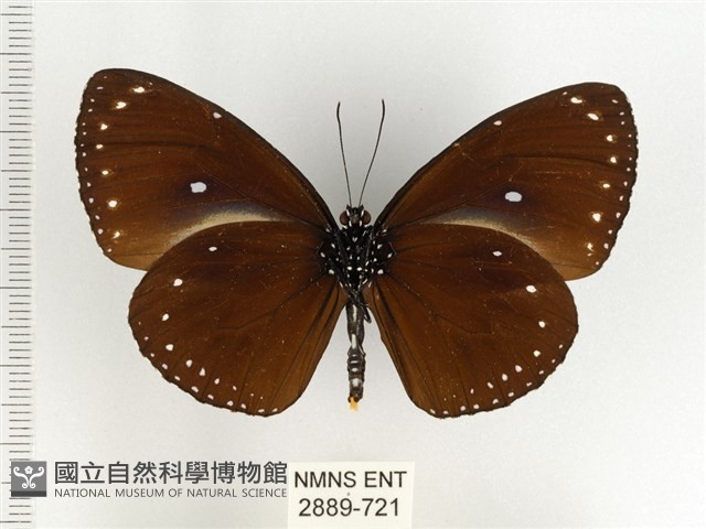 小紫斑蝶藏品圖，第2張