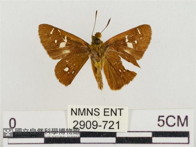 碎紋孔弄蝶藏品圖，第2張