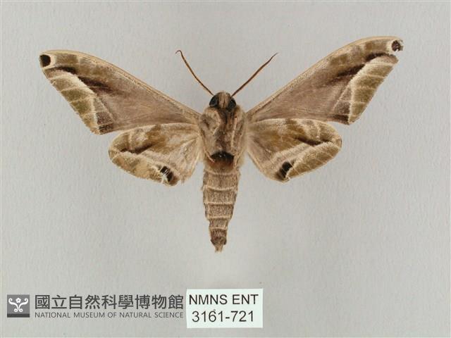 白點天蛾 藏品圖，第2張