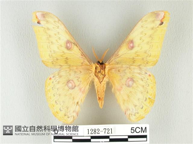 黃豹天蠶蛾藏品圖，第2張