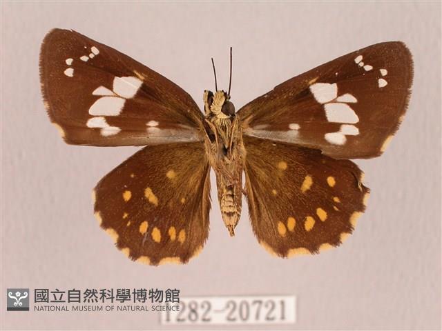 埔里星弄蝶藏品圖，第2張