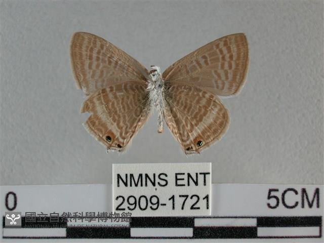 豆波灰蝶藏品圖，第2張